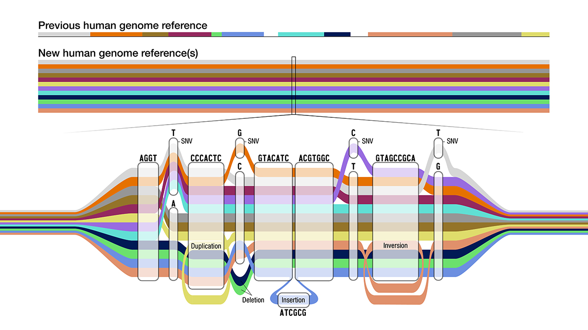 An overview of what a Pangenome is compared to the existing reference genome of the last 20+ years.